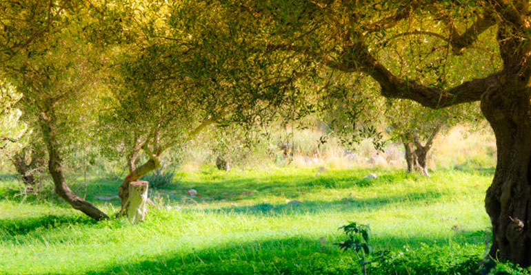 Por qué los olivos son ideales para embellecer jardines y espacios verdes