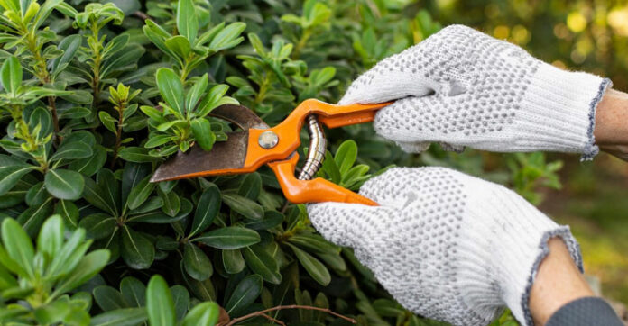 Secretos de la poda de árboles: consejos de expertos para un crecimiento saludable