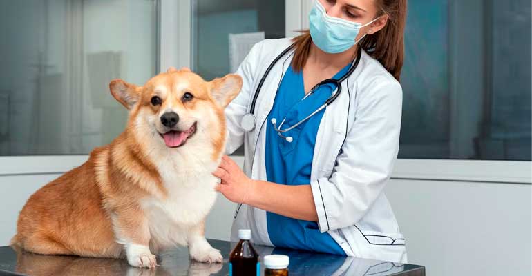 Que te ofrece la magnetoterapia veterinaria