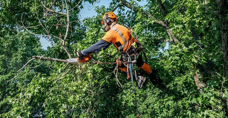 Riesgos de una poda inadecuada