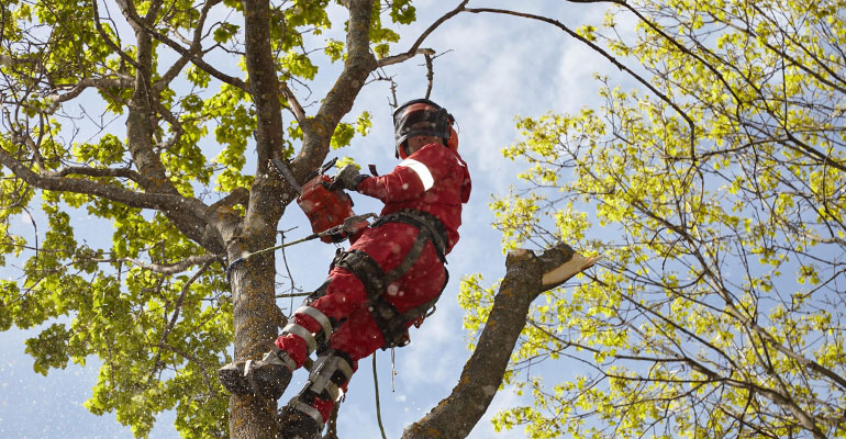 Poda en altura: cómo intervenir árboles sin dañarlos