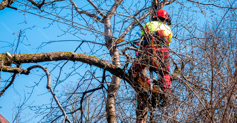 Poda estratégica de finales de invierno, la clave entre un oasis de salud y un desastre paisajístico Poda estratégica de finales de invierno, la clave entre un oasis de salud y un desastre paisajístico